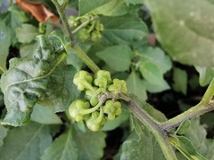 Solanum nigrum