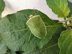 Nezara viridula