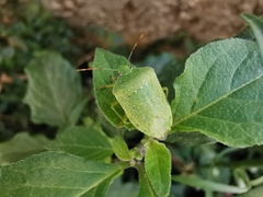 Nezara viridula