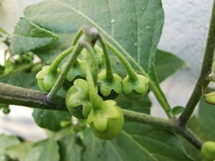 Solanum nigrum