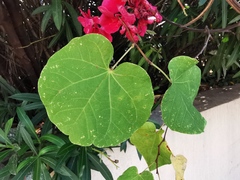 Cercis siliquastrum