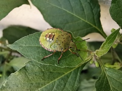 Nezara viridula