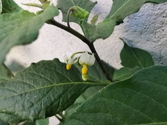 Solanum nigrum