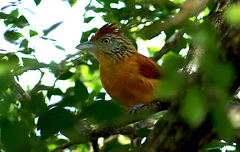 Thamnophilus doliatus