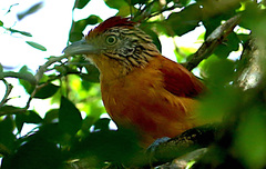 Thamnophilus doliatus