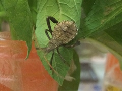 Acanthocephala femorata