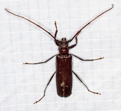 Xystrocera virescens