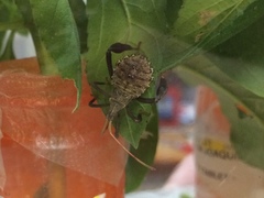 Acanthocephala femorata