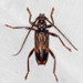 Eucalyptus Longhorn Beetles - Photo (c) Ian McMillan, some rights reserved (CC BY-NC), uploaded by Ian McMillan