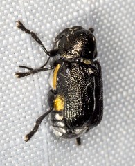 Aporocera