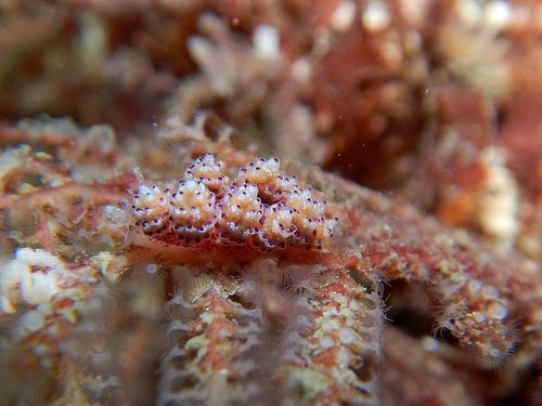 Doto coronata