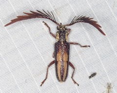 Piesarthrius marginellus