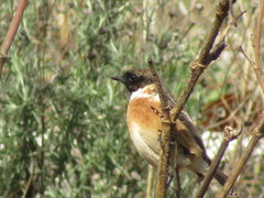 Saxicola rubicola