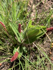 Acalypha punctata punctata
