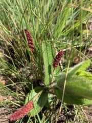 Acalypha punctata punctata