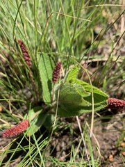 Acalypha punctata punctata