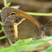 Spanish Gatekeeper - Photo (c) Valter Jacinto | Portugal, some rights reserved (CC BY-NC-SA), uploaded by Valter Jacinto