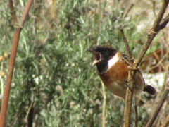 Saxicola rubicola