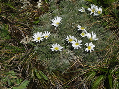 Celmisia sessiliflora