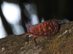 Aphaena discolor