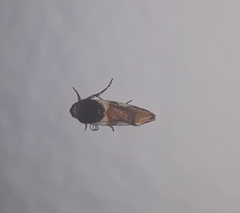 Lepidoptera
