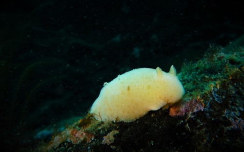Jorunna tomentosa