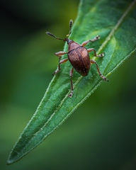 Nanophyinae