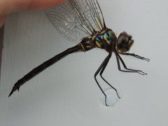 Somatochlora tenebrosa