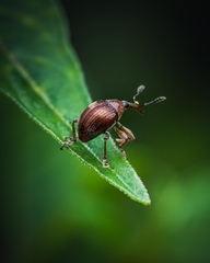 Nanophyinae