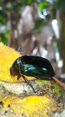 Lagochile emarginata