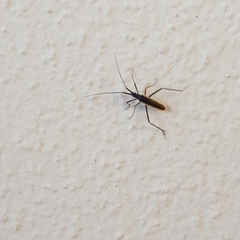 Heteroptera