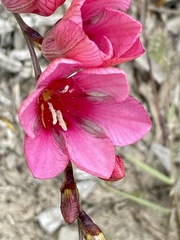 Tritonia squalida