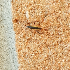 Heteroptera