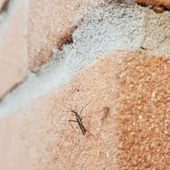 Heteroptera