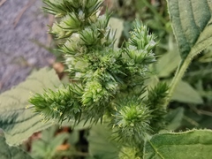 Amaranthus retroflexus