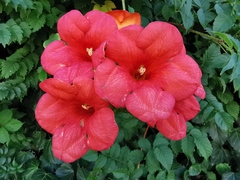 Campsis grandiflora