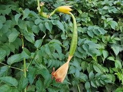 Campsis grandiflora