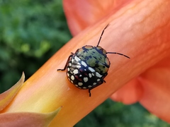 Nezara viridula