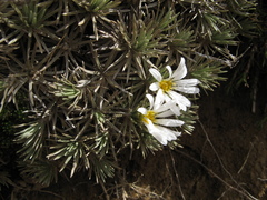 Celmisia sessiliflora