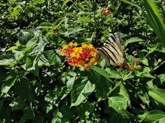 Iphiclides podalirius