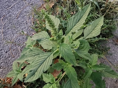 Amaranthus retroflexus