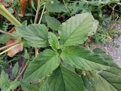 Amaranthus retroflexus