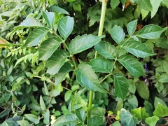 Campsis grandiflora