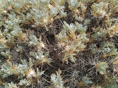 Astragalus arnacanthoides