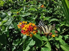Iphiclides podalirius