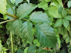 Campsis grandiflora
