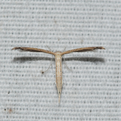 Lioptilodes albistriolatus