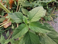 Amaranthus retroflexus
