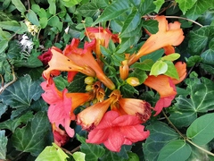 Campsis grandiflora