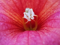 Campsis grandiflora